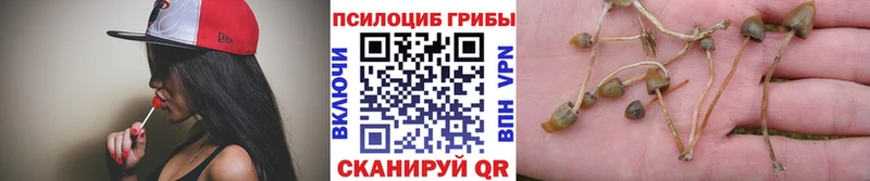 Псилоцибиновые грибы Cubensis  купить закладку  Бодайбо 